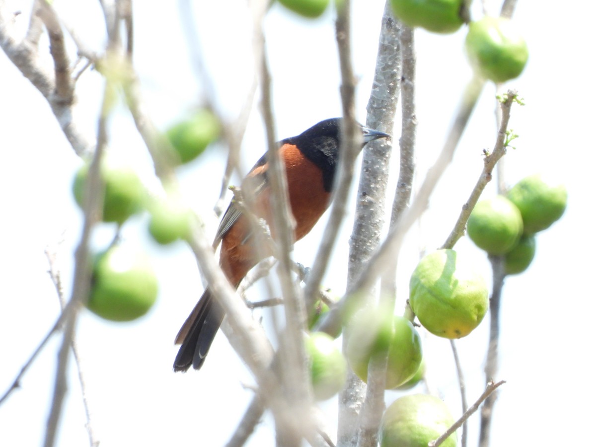 Orchard Oriole - Alberto Lozano