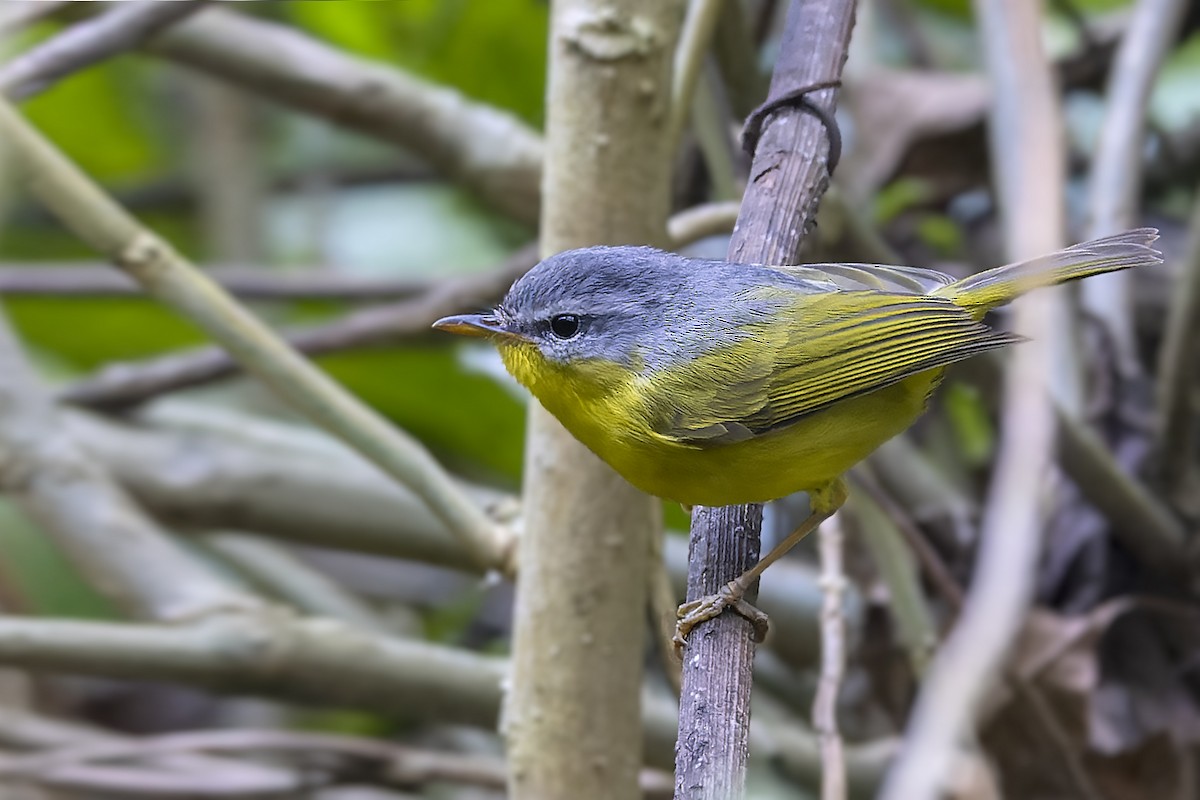 Gray-hooded Warbler - ML566443751