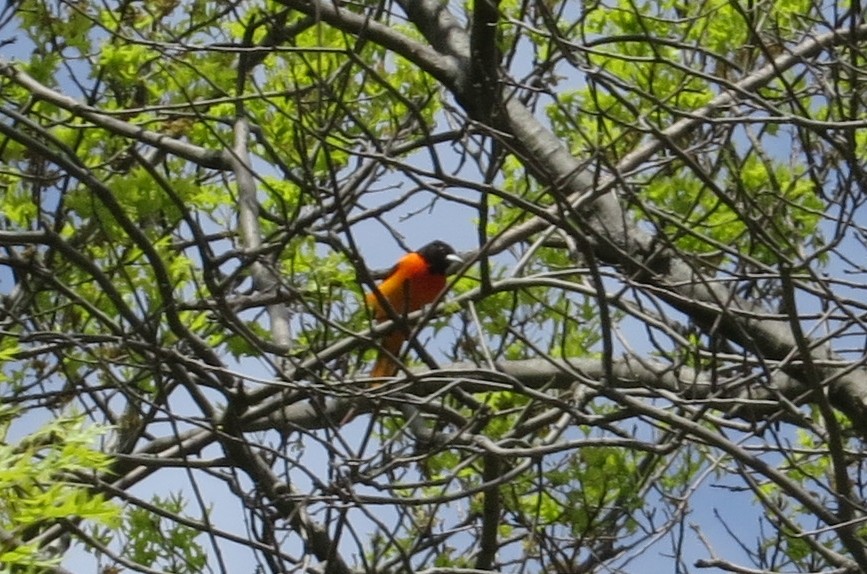 Baltimore Oriole - ML56644481