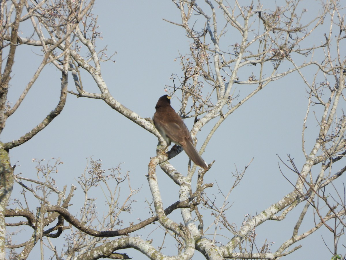 Brown Jay - ML566445411