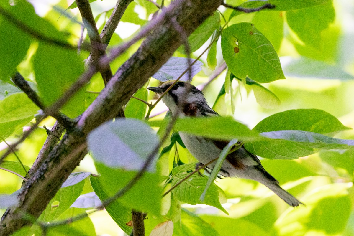 Chestnut-sided Warbler - ML566445891