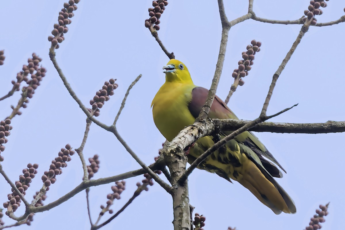 Wedge-tailed Green-Pigeon - Bradley Hacker 🦜