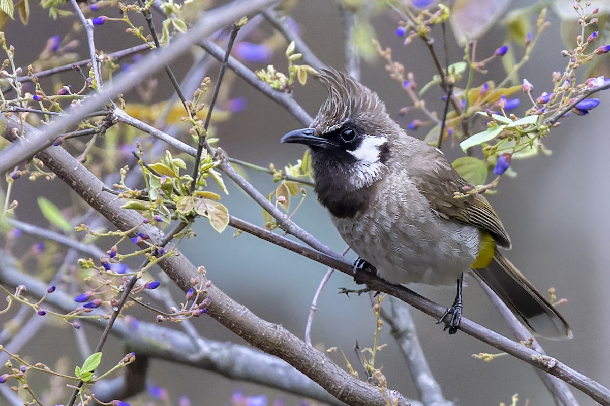 Bulbul à joues blanches - ML566446251