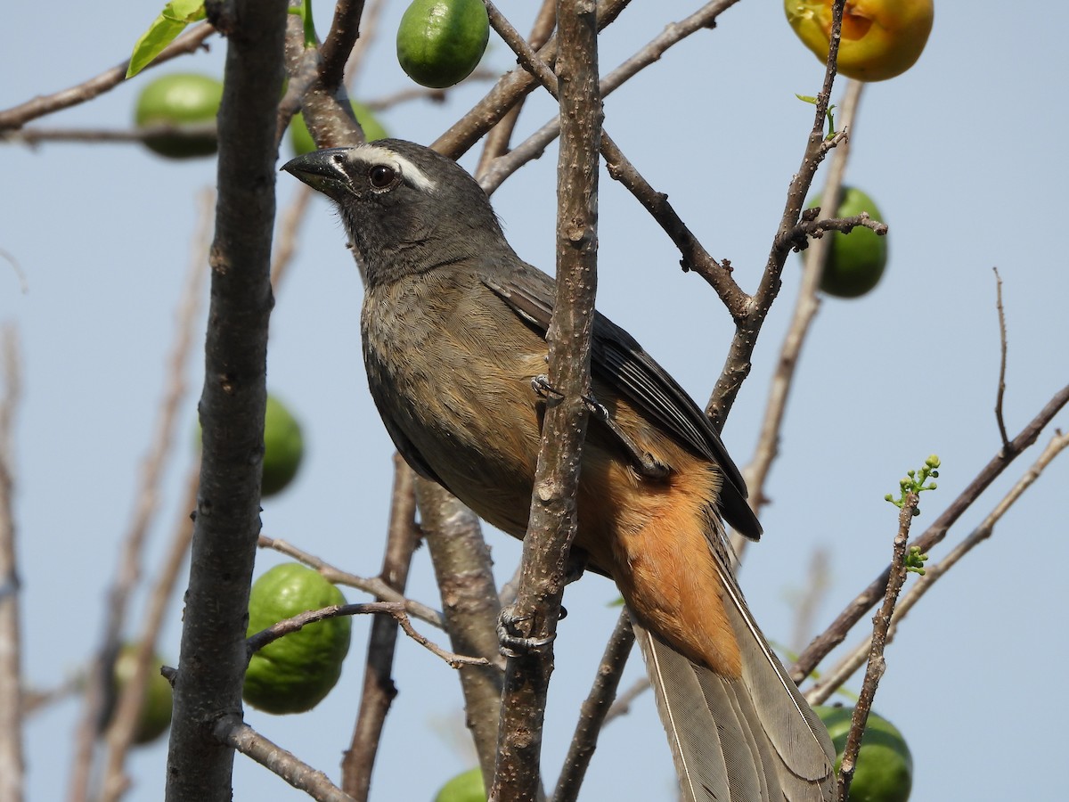 Cinnamon-bellied Saltator - Alberto Lozano