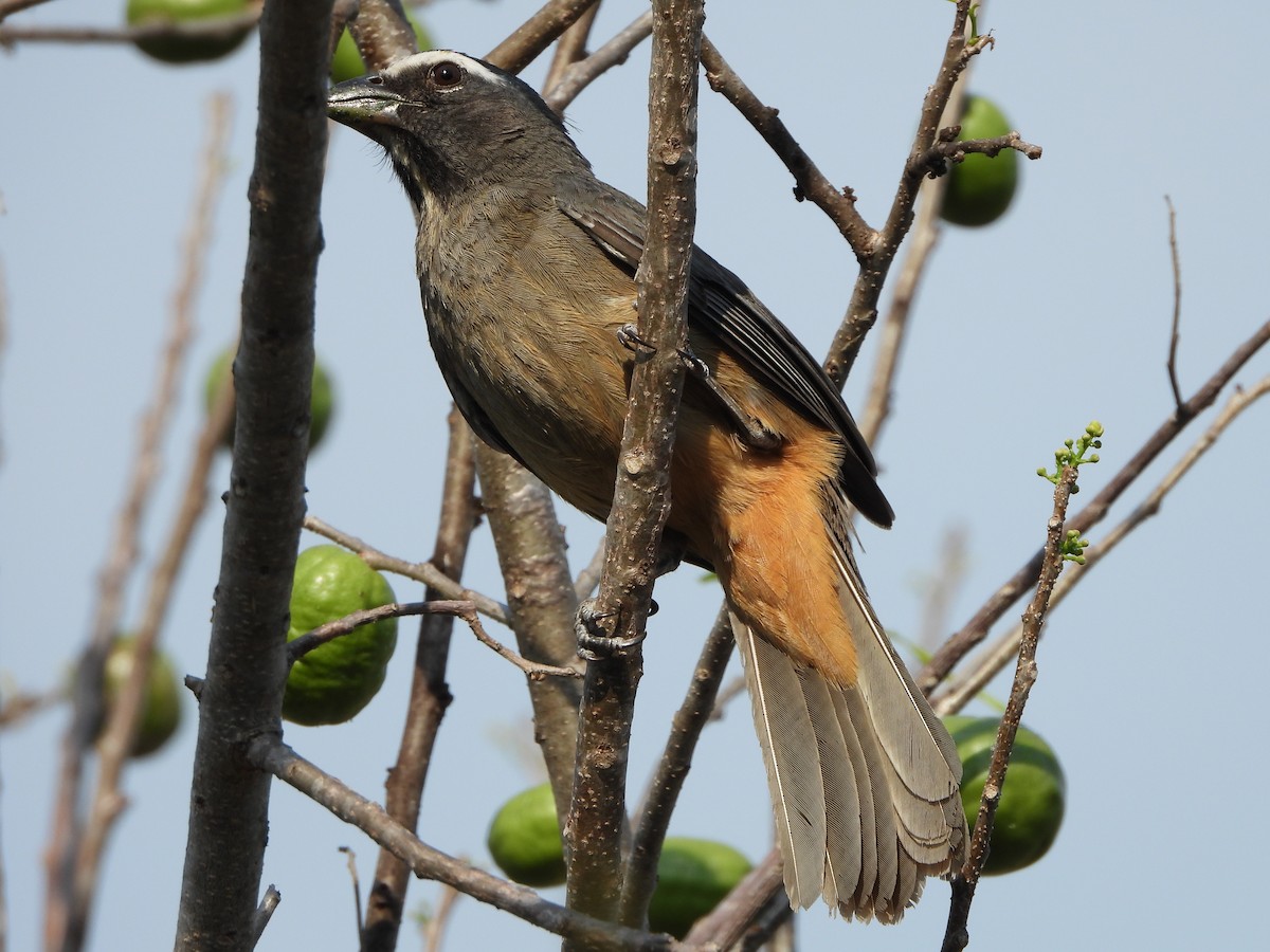 Cinnamon-bellied Saltator - Alberto Lozano