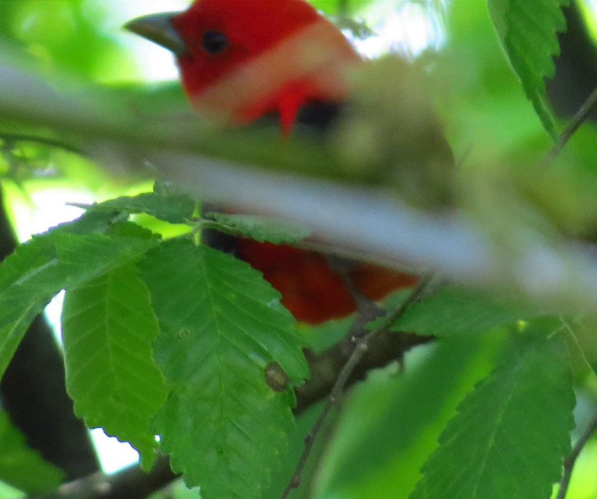 Scarlet Tanager - Allen Gathman