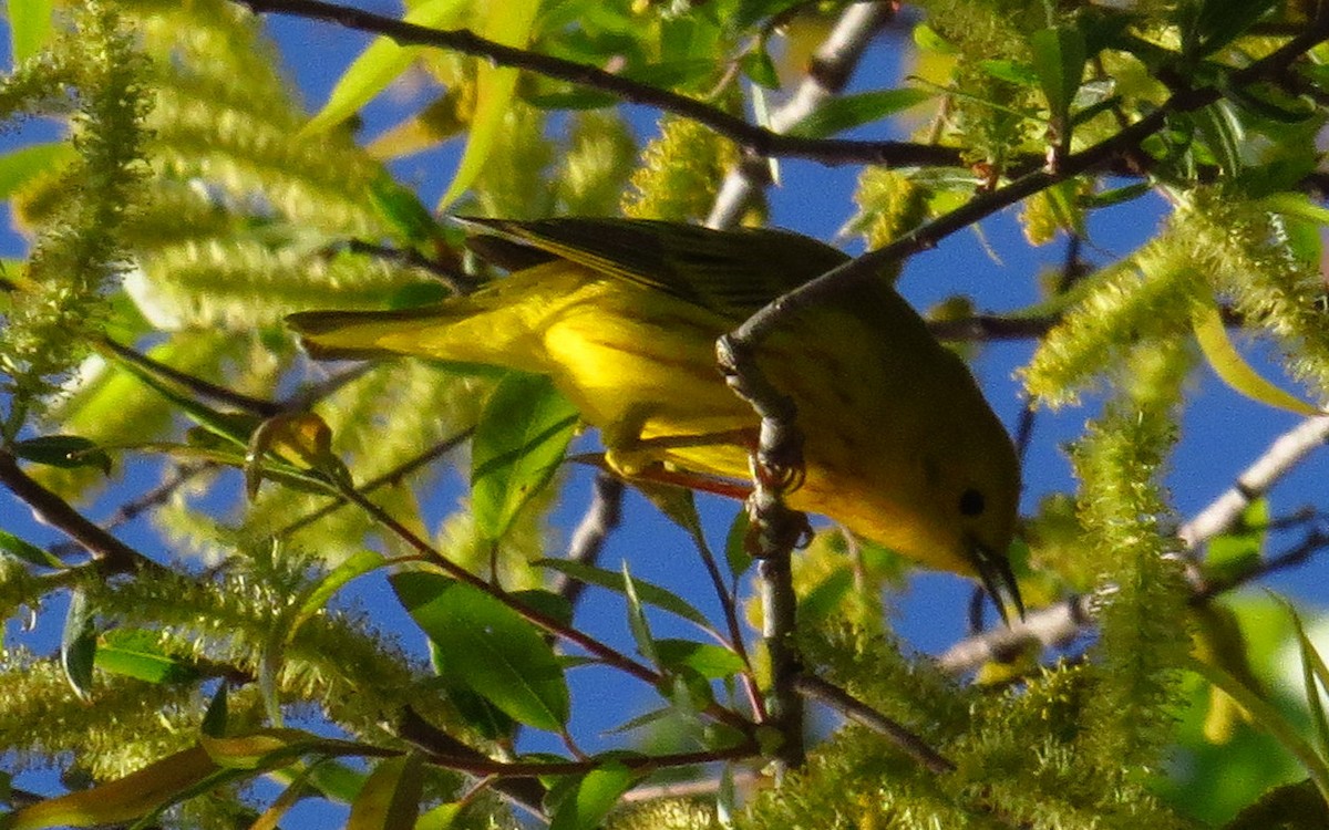 Yellow Warbler - Allen Gathman