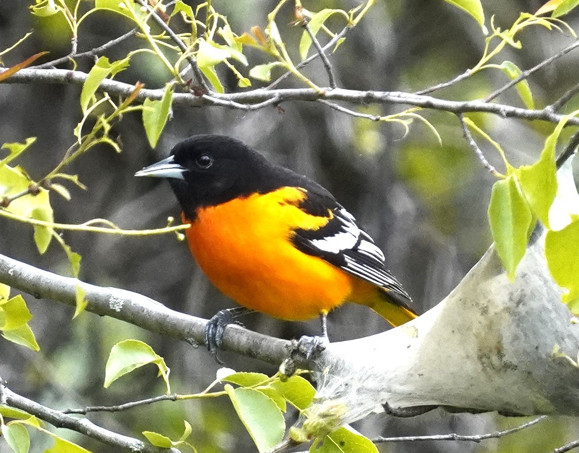 Baltimore Oriole - William Burkert