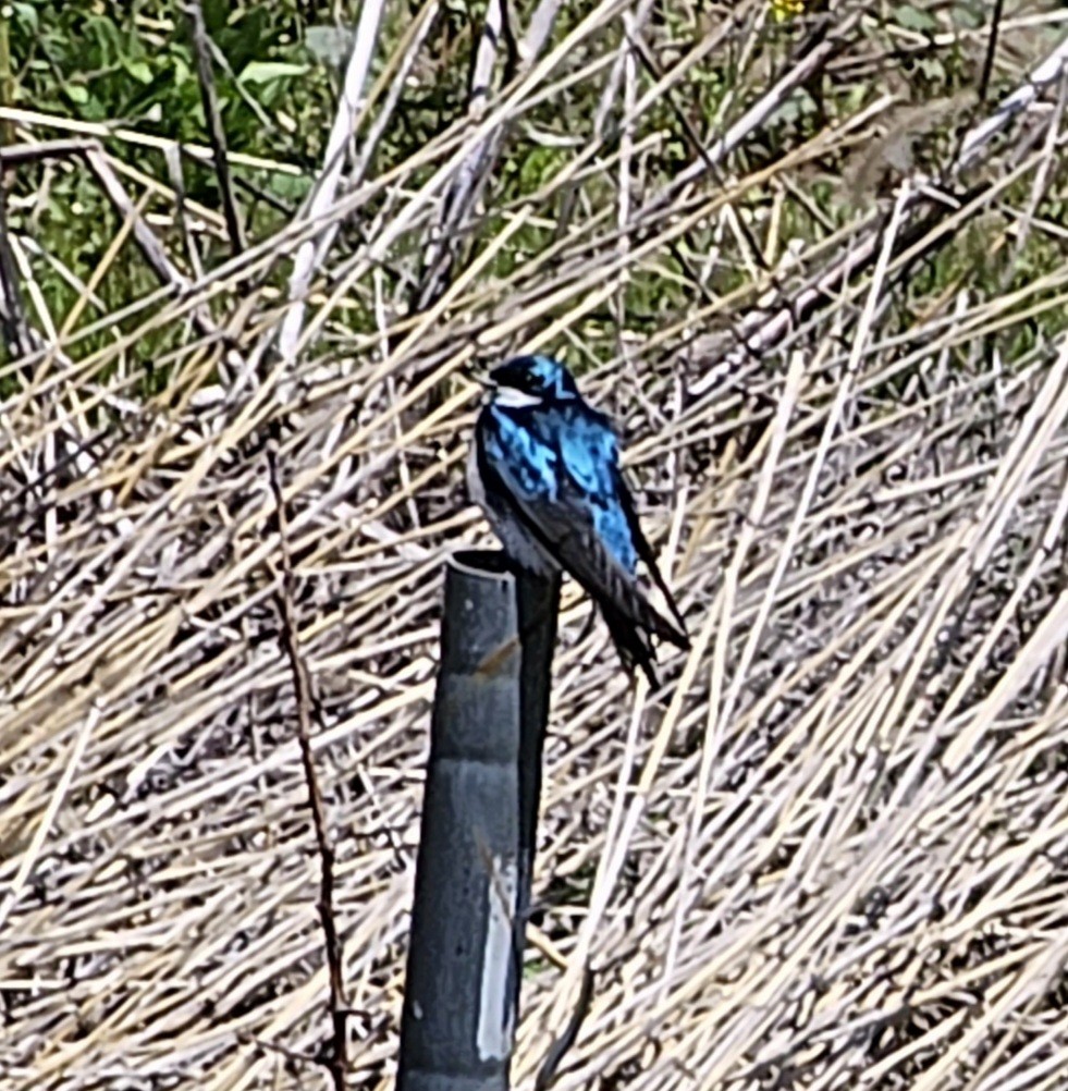 Tree Swallow - ML566449261