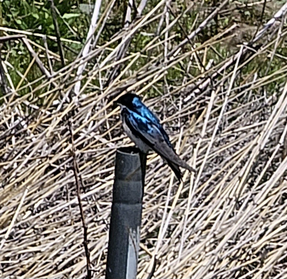 Tree Swallow - ML566449391
