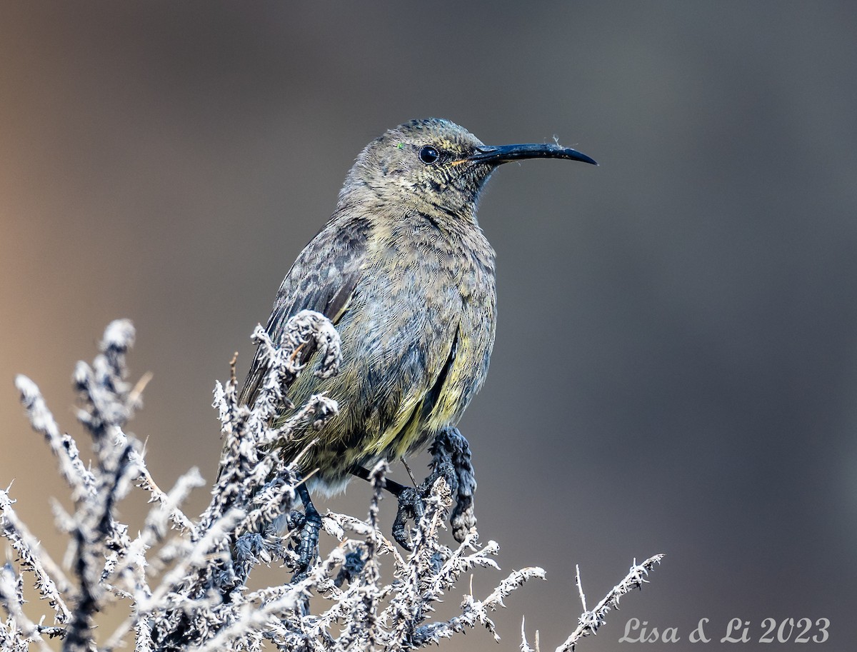 Red-tufted Sunbird - ML566449601