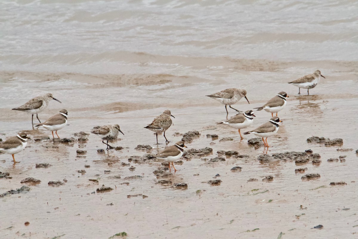 Dunlin - ML566450101