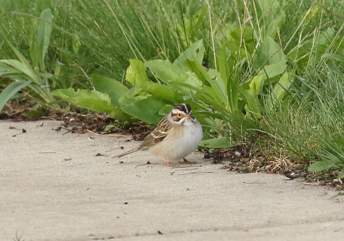 Clay-colored Sparrow - ML56645031