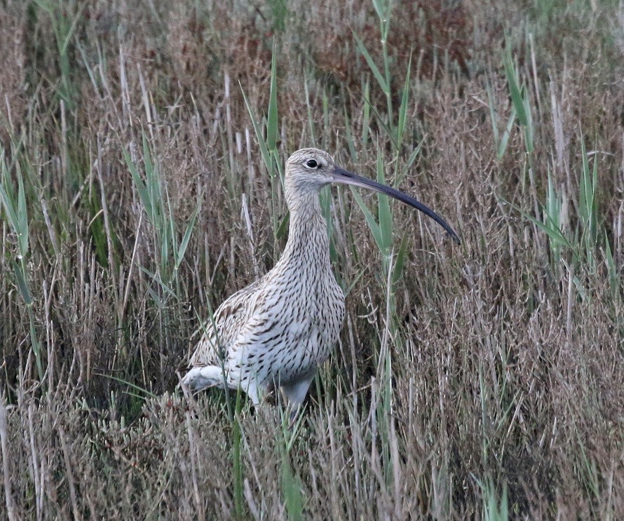 Eurasian Curlew - Dimitris  Kokkinidis