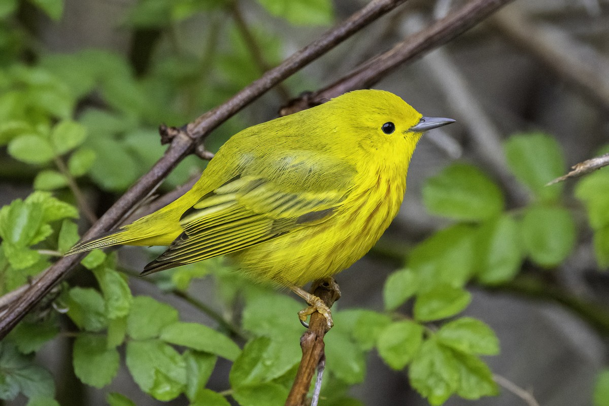 Yellow Warbler - ML566450931