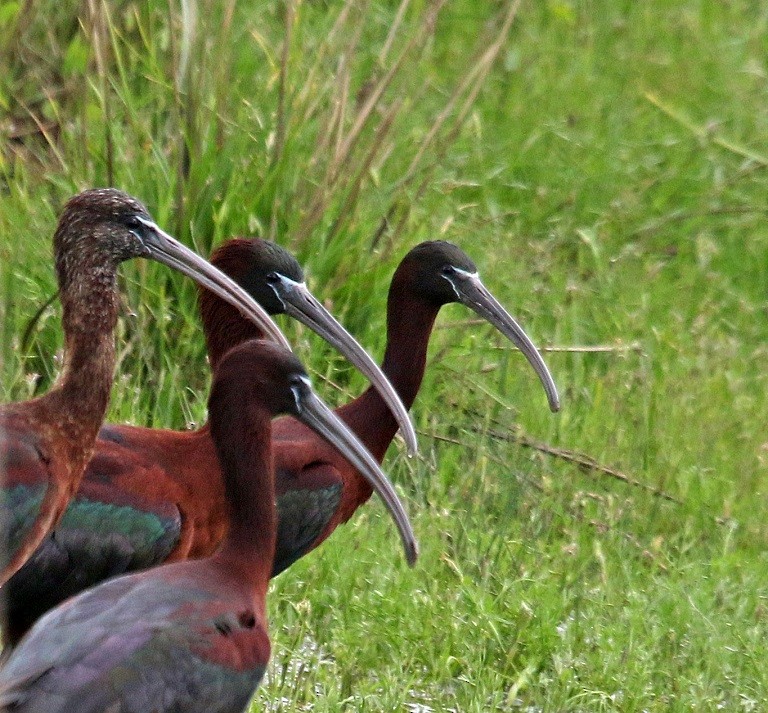 Glossy Ibis - ML566452511