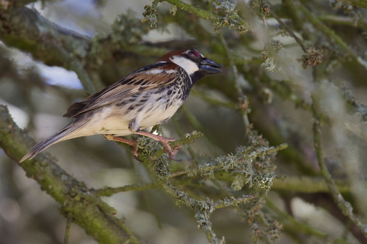 Spanish Sparrow - ML566453251