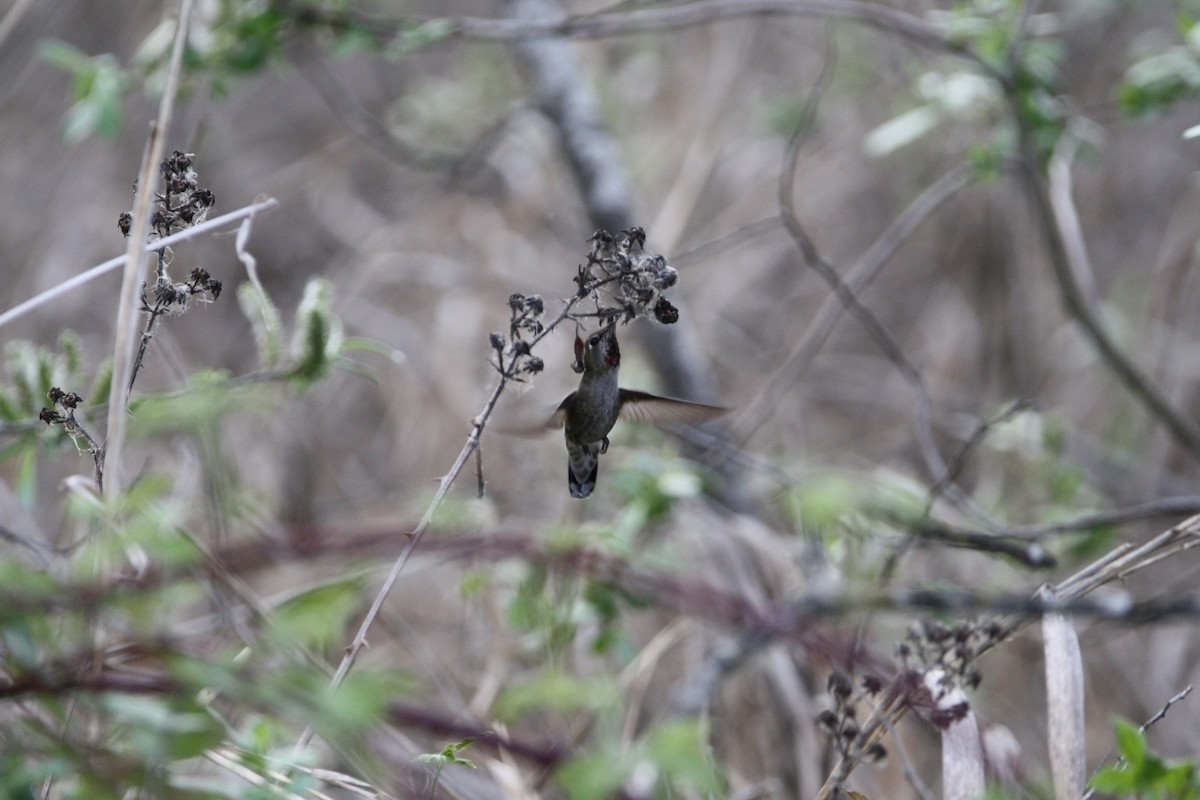 Anna's Hummingbird - ML566454371