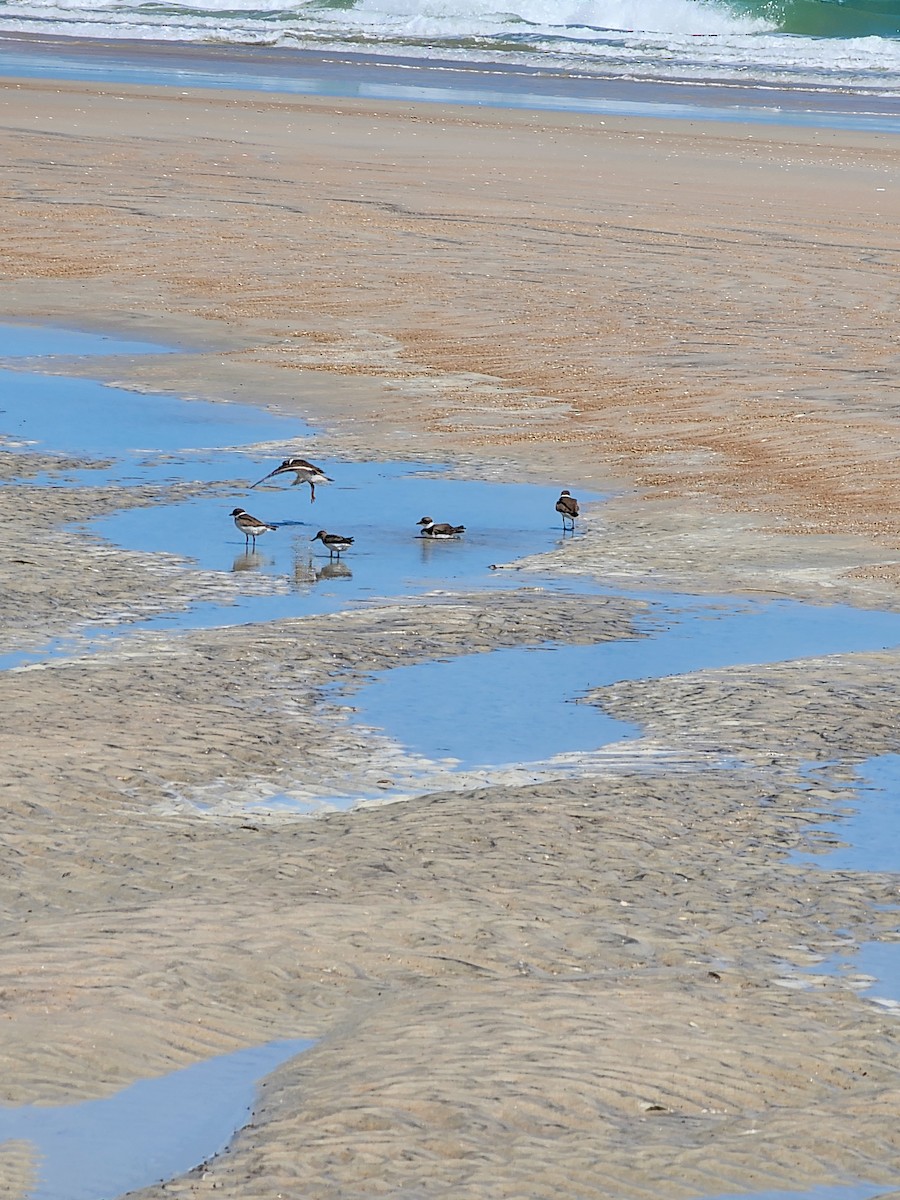 Semipalmated Plover - ML566454441