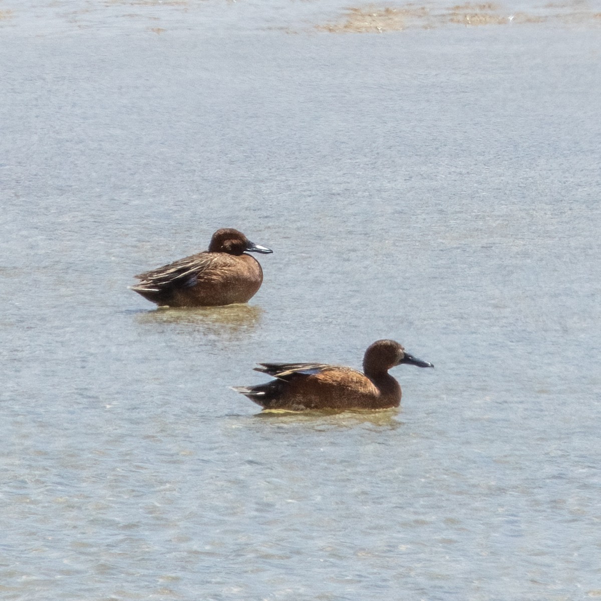 Cinnamon Teal - ML566454701