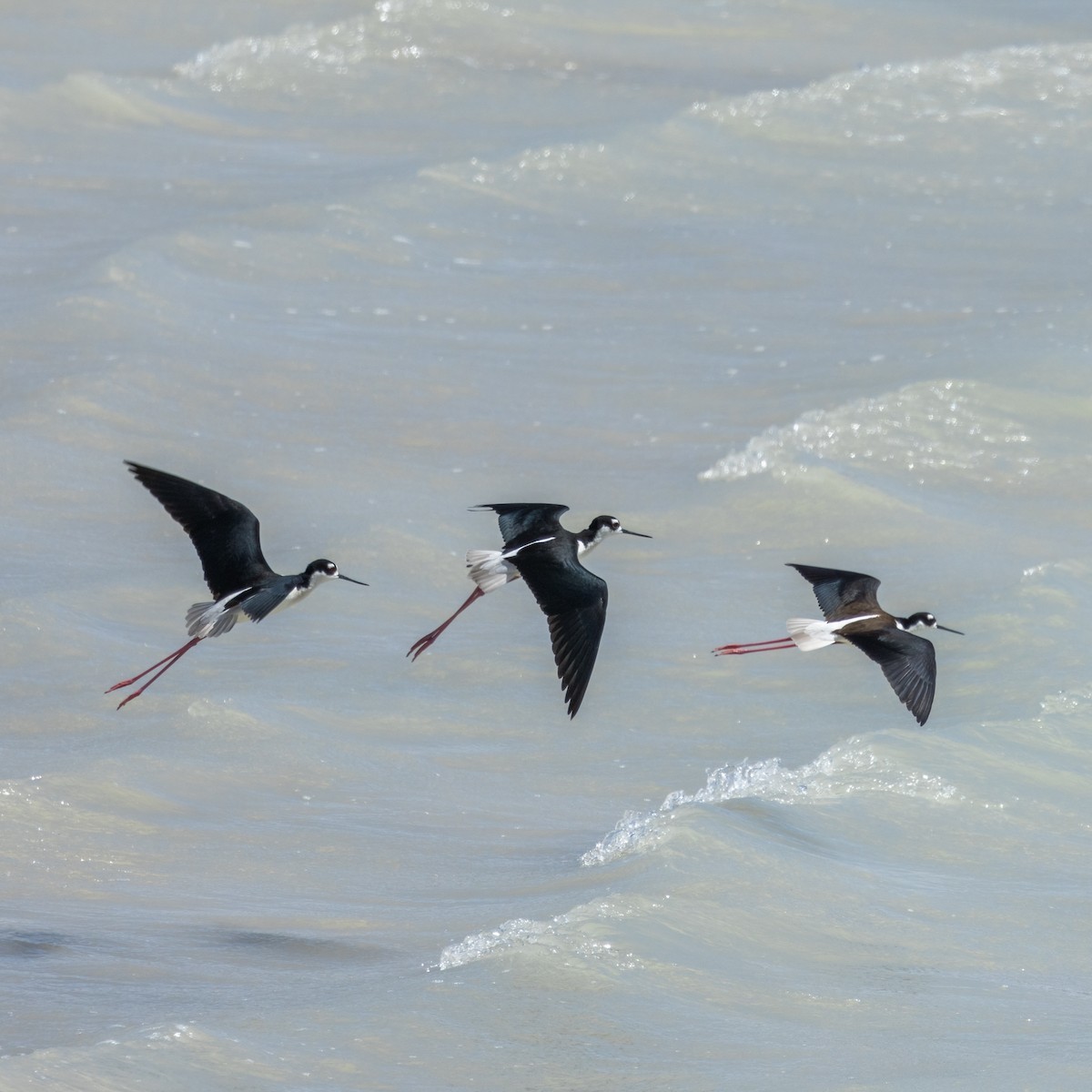 Black-necked Stilt - ML566456001