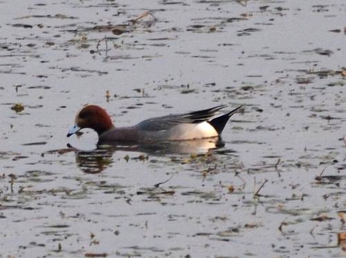 Eurasian Wigeon - ML566456601