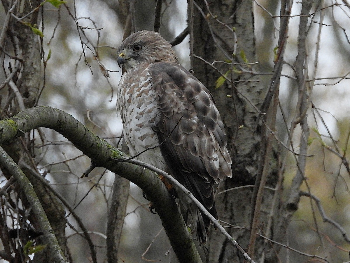 Broad-winged Hawk - ML566456791