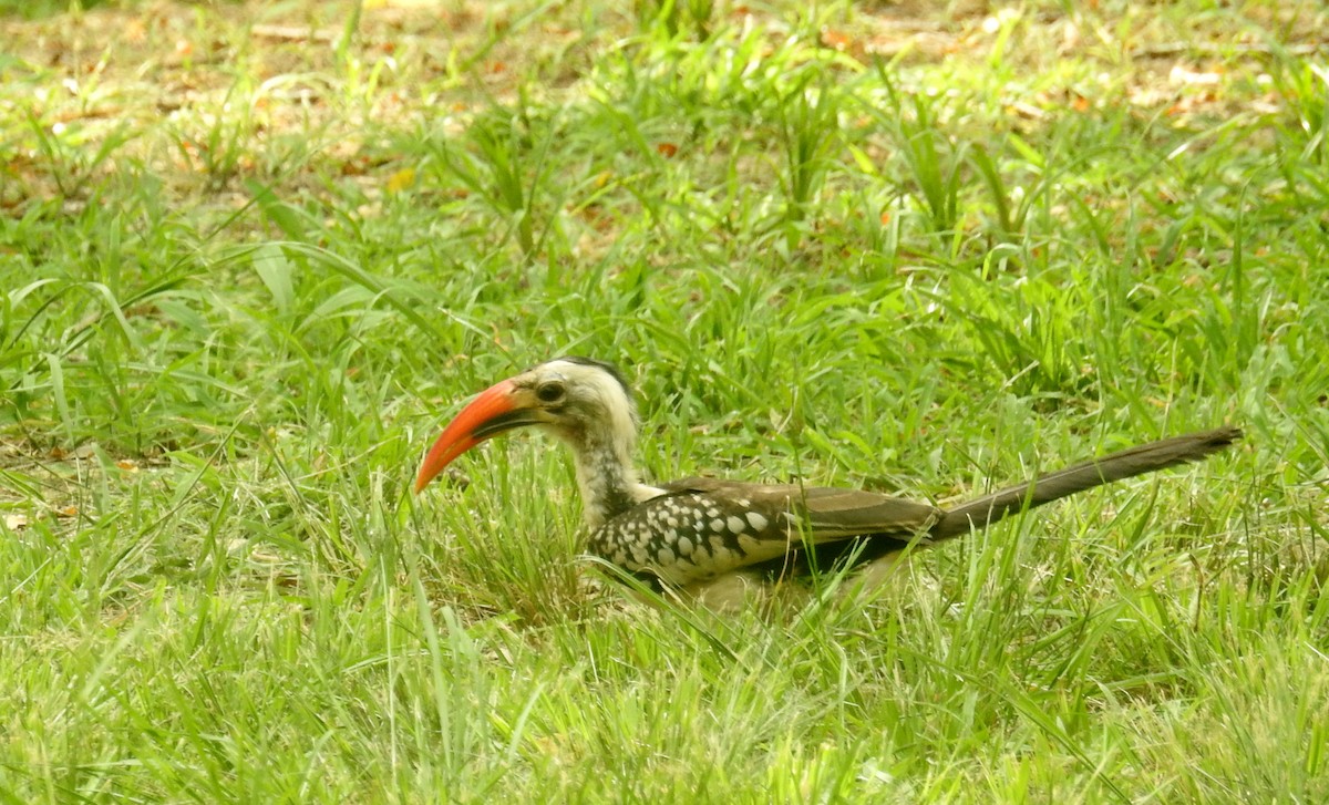 Northern Red-billed Hornbill - ML566457041