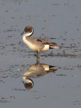 Northern Pintail - Jos Simons