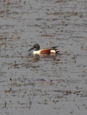 Northern Shoveler - Jos Simons