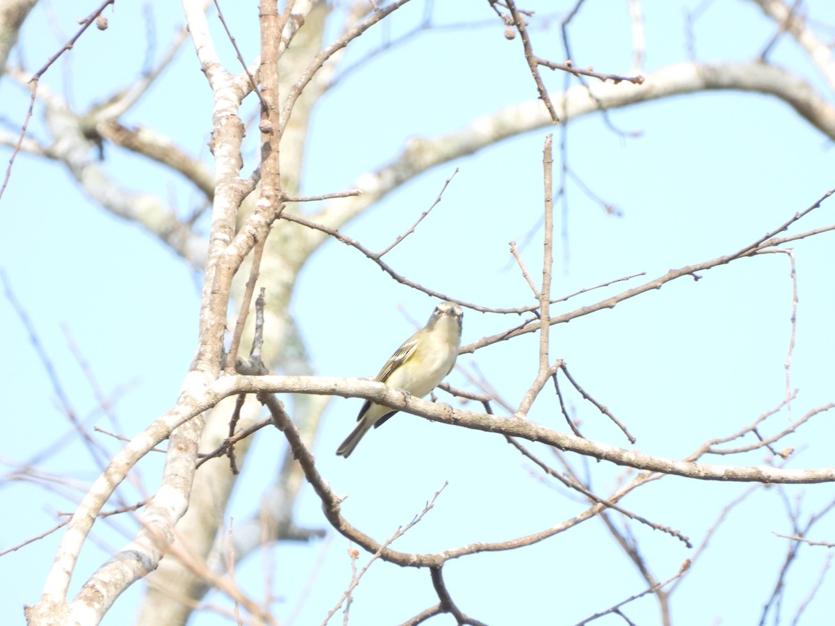 Blue-headed Vireo - Alberto Lozano