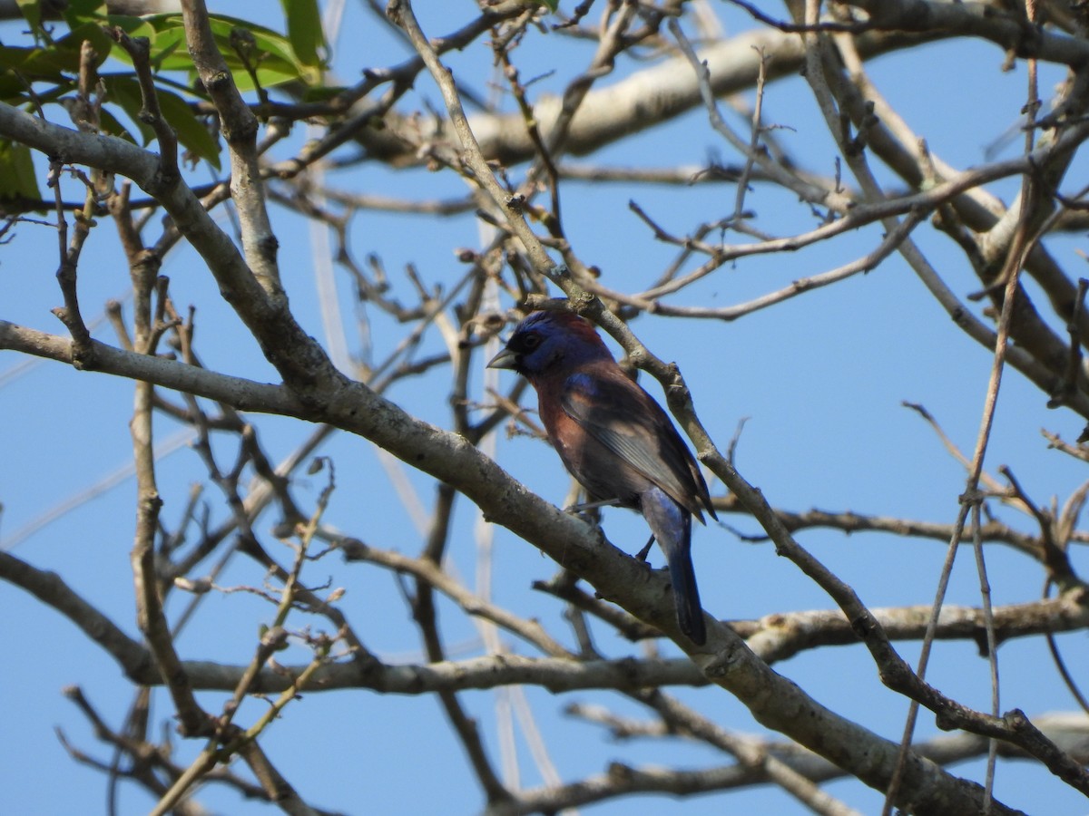 Varied Bunting - Alberto Lozano