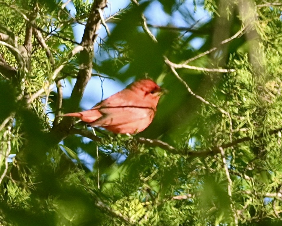 Summer Tanager - Joe Wujcik