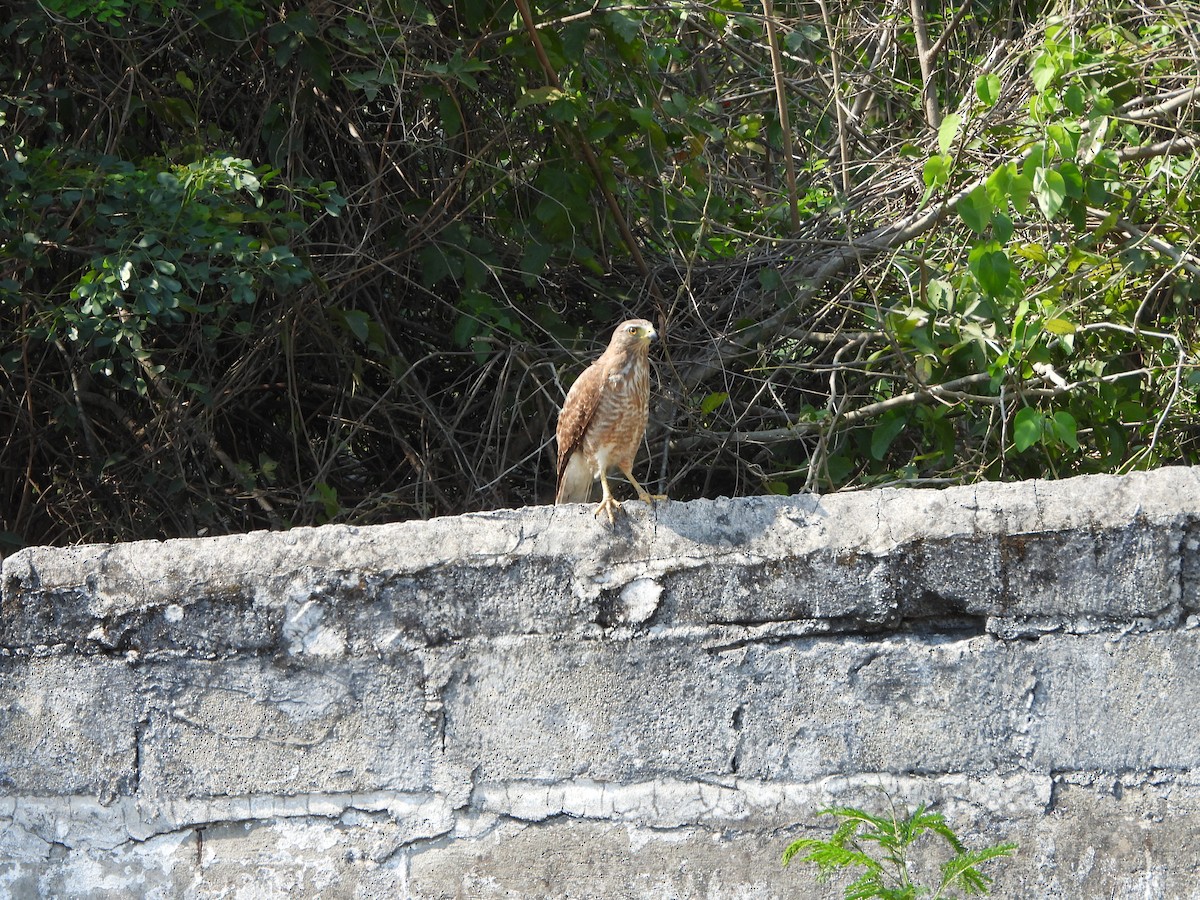 Roadside Hawk - ML566460381