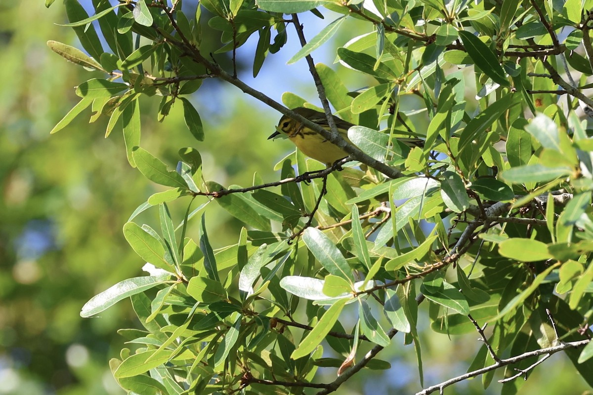 Prairie Warbler - ML566461081