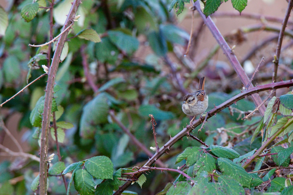 Swamp Sparrow - ML566461301