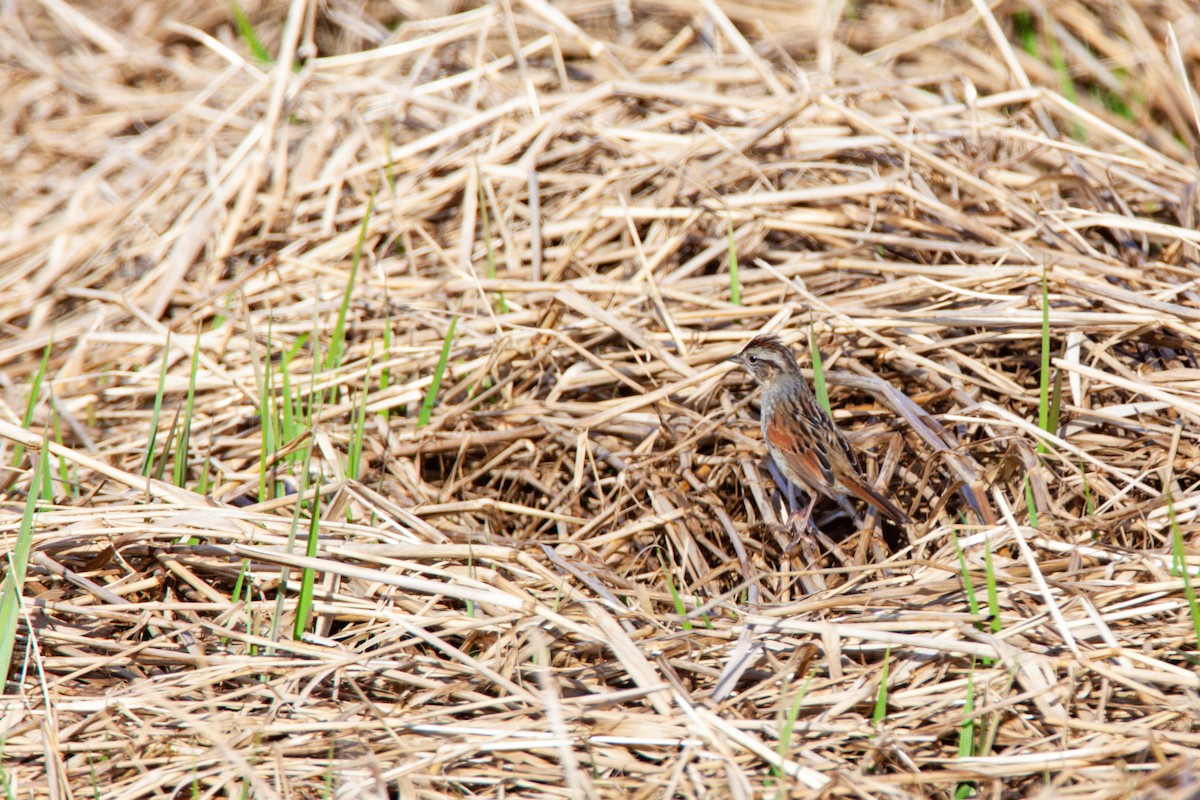 Swamp Sparrow - ML566461311