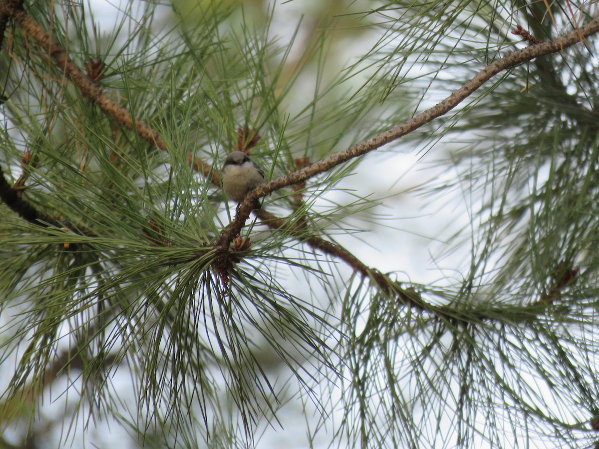 Pygmy Nuthatch - ML566461721