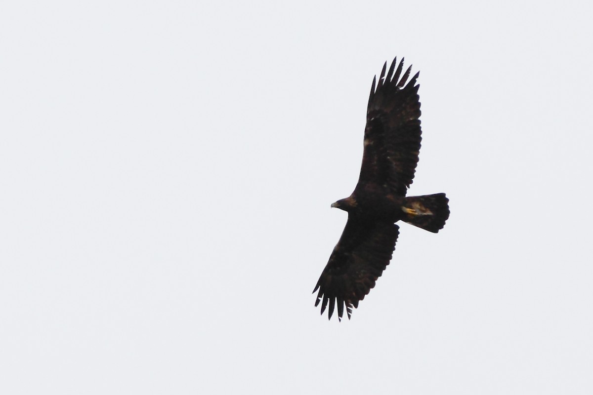 Golden Eagle - ML566462581