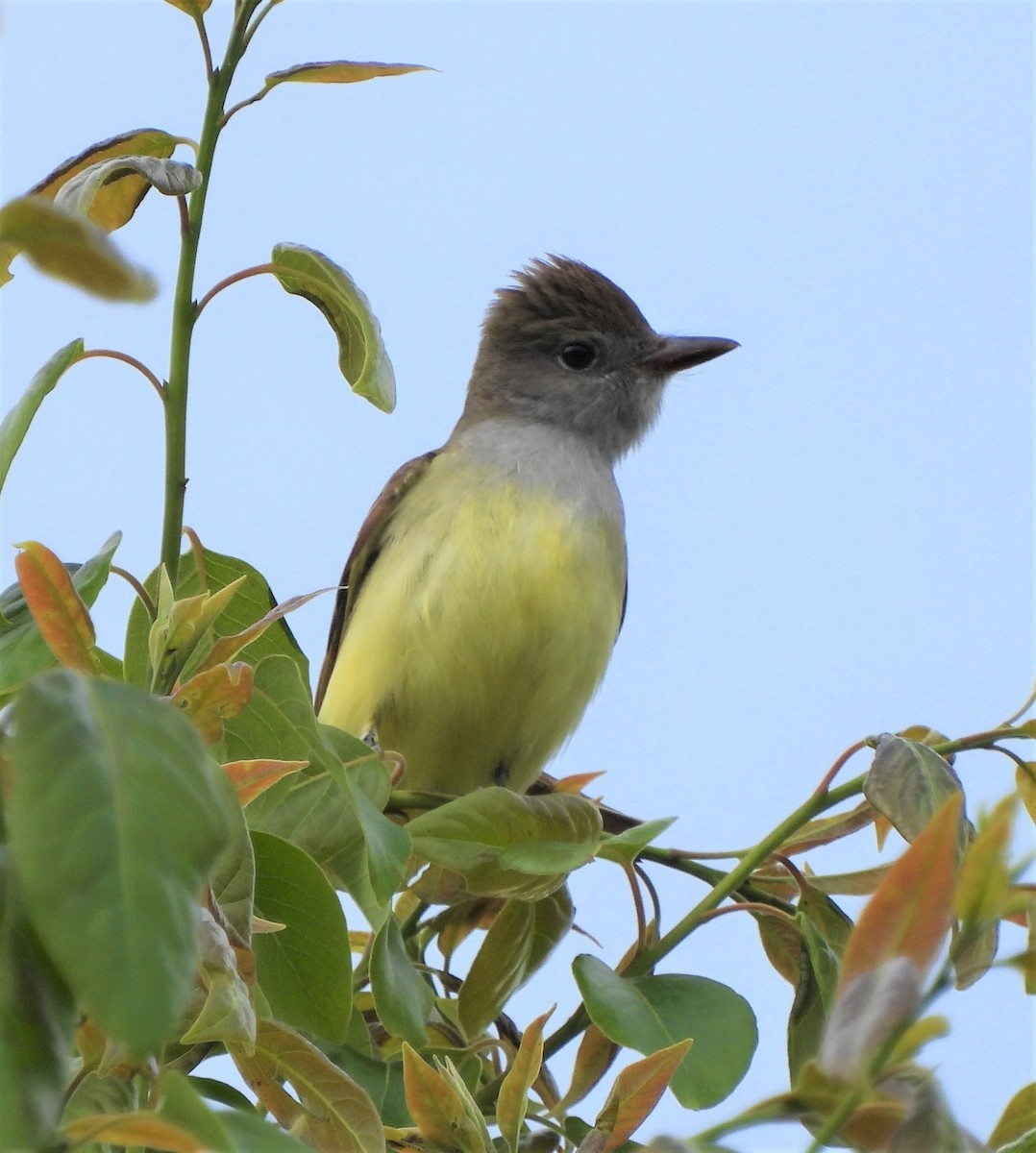 Great Crested Flycatcher - ML566463751