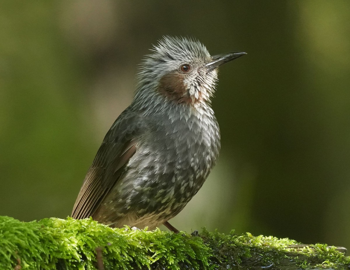 Brown-eared Bulbul - ML566464361