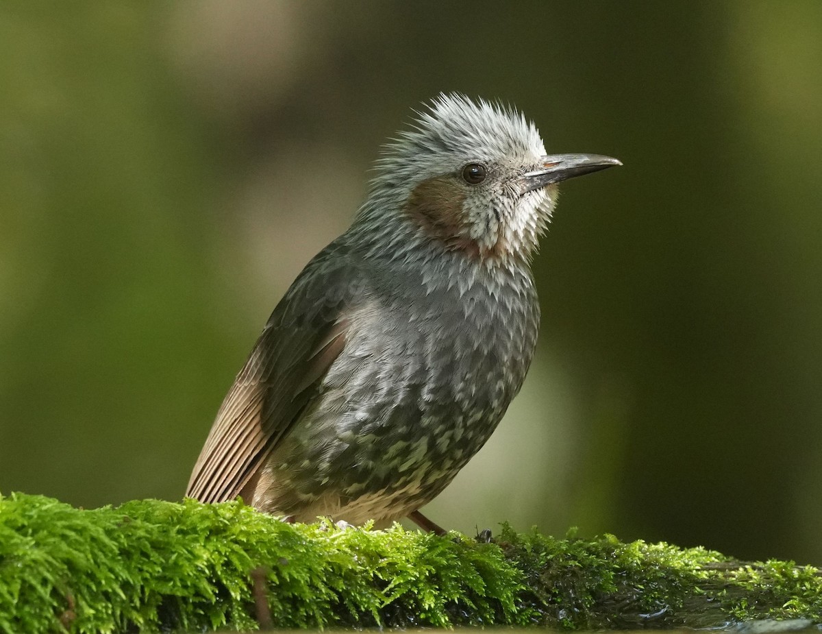 Brown-eared Bulbul - ML566464391
