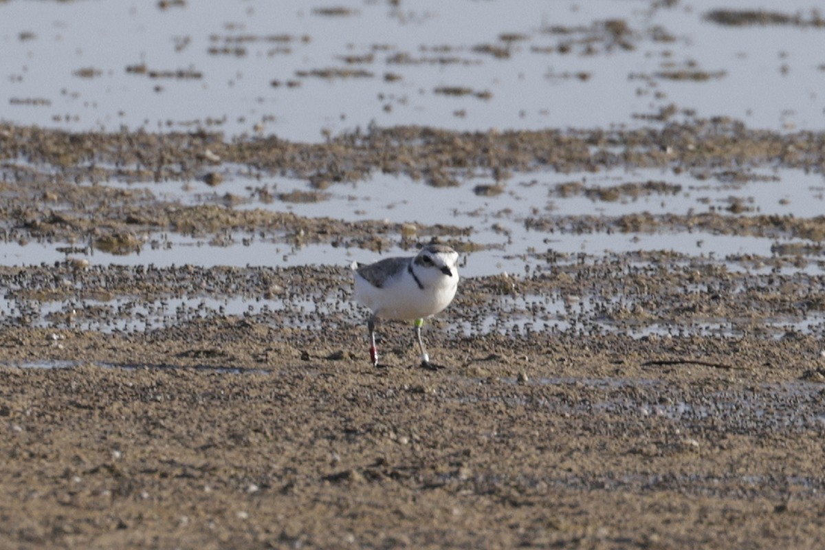 Snowy Plover - ML566466041