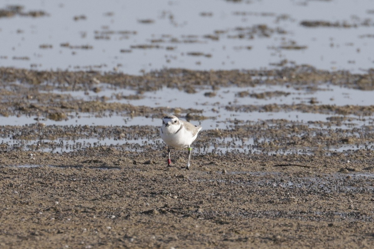 Snowy Plover - ML566466211