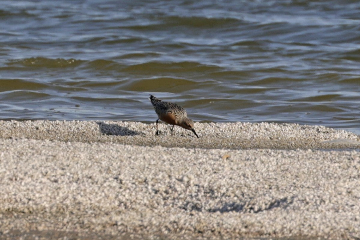 Red Knot - ML566466511