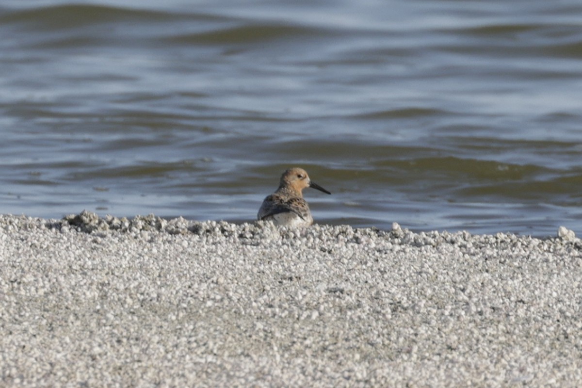 Red Knot - ML566466571