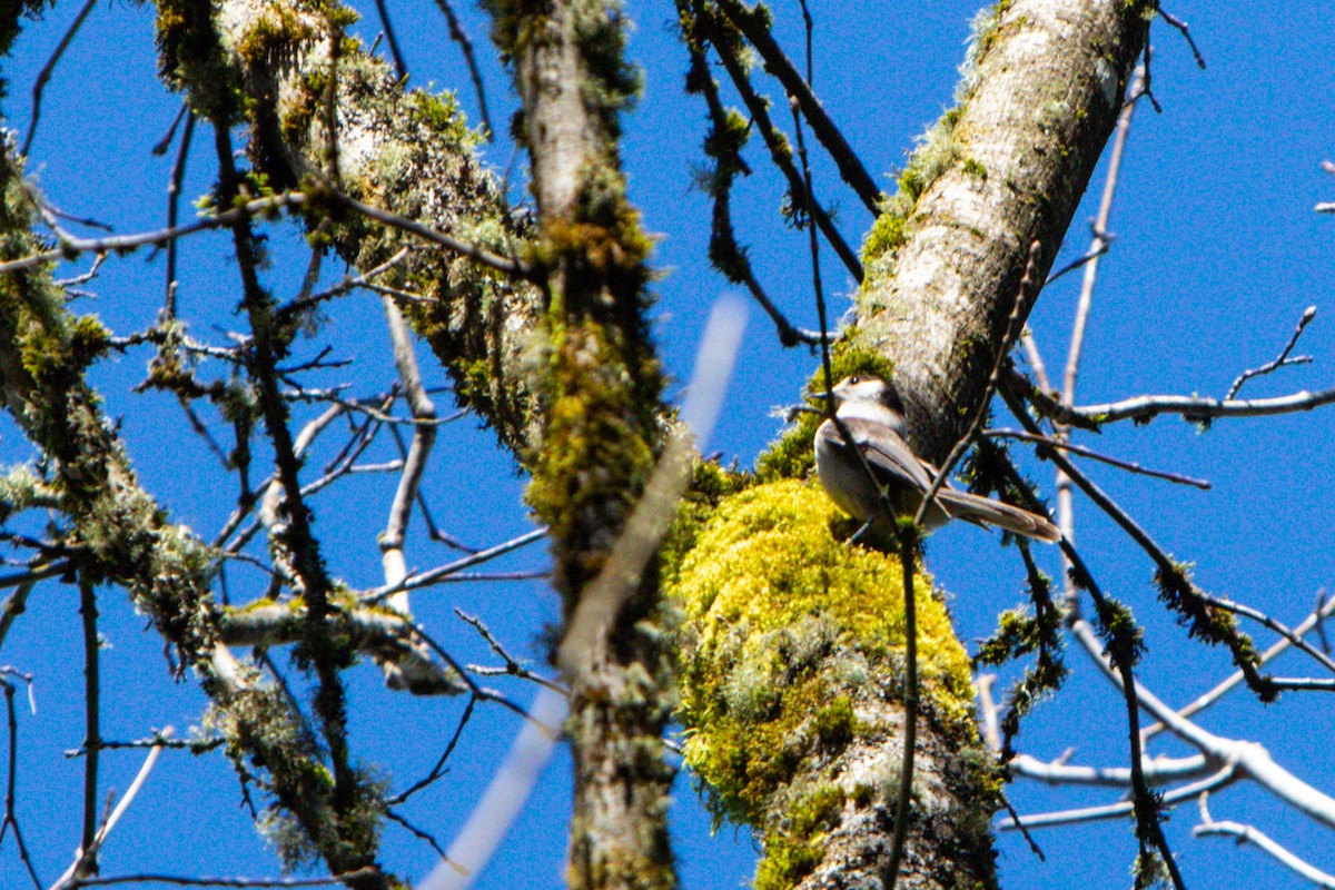 Canada Jay - ML566466941