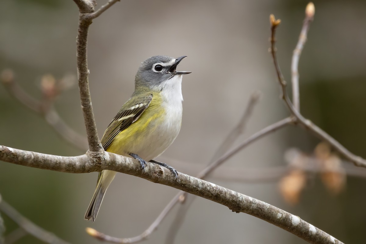 Blue-headed Vireo - Lyall Bouchard