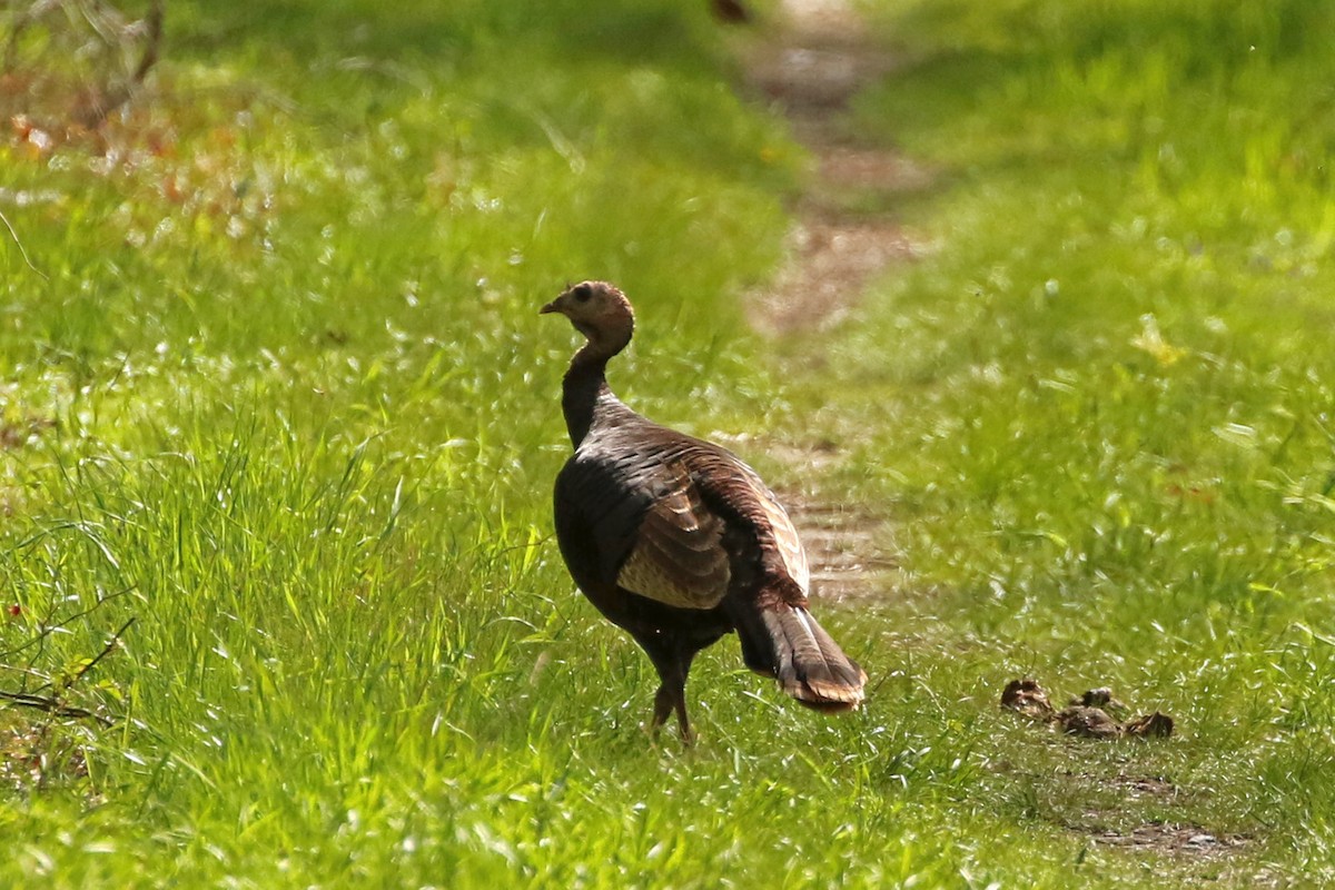 Wild Turkey - ML566468331