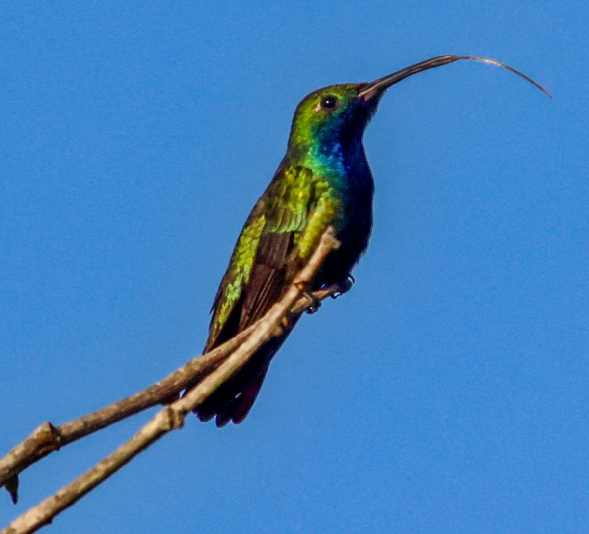 kolibřík tropický - ML566468481